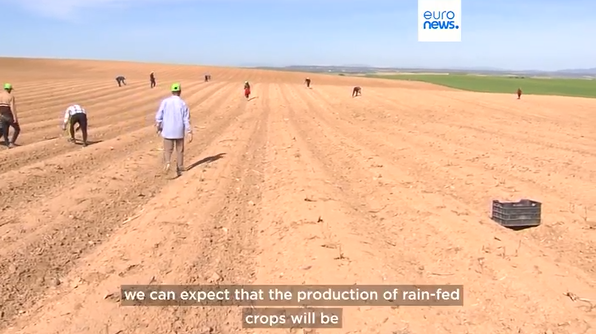 تهدید خشکسالی برای تولید غلات در اسپانیا