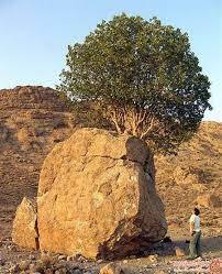 این درخت در ایران به سنگ صبور مشهور است