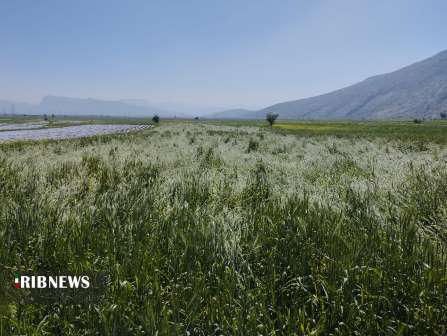 مزارع کشاورزی رستم در زیر تیغ رگبار‌های بهاری