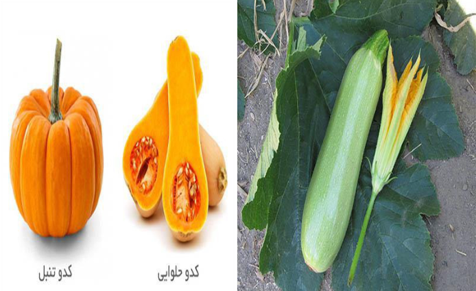 کدو گیاهی آسمانی