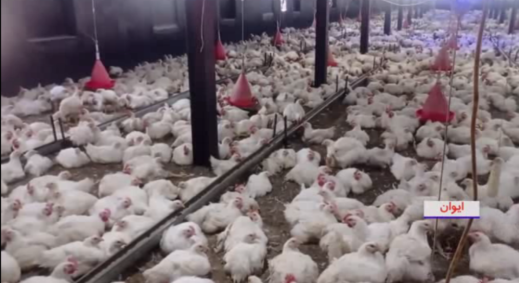کشتارگاه صنعتی سپید مرغ مانشت ایوان در آستانه تعطیلی