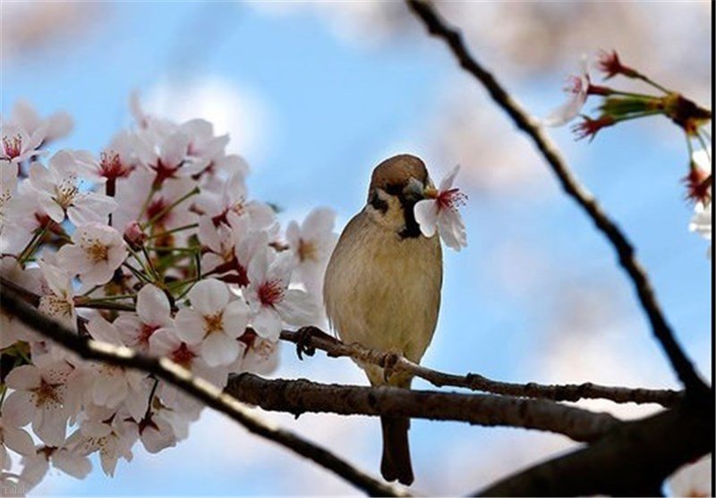 شرایط جوی نسبتا پایدار در گیلان