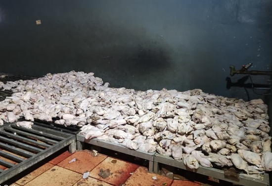 کشف و ضبط ۲ هزار و ۳۰۰ کیلوگرم مرغ صنعتی فاسد و فاقد ضوابط بهداشتی در شهرستان نجف آباد