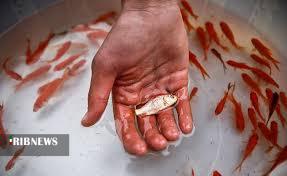 عوارض نگهداری از ماهی قرمز برای کودکان