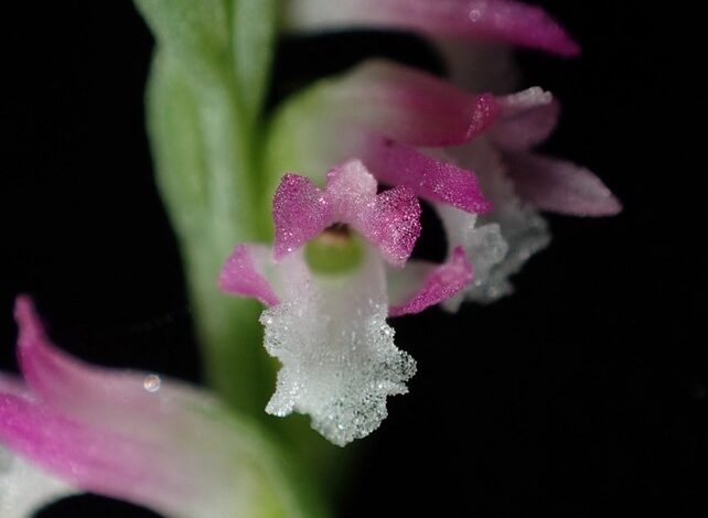 کشف یک گونه جدید از گل ارکیده