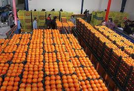 توزیع ۲۵۰ تن میوه عید در بازار کهگیلویه و بویراحمد