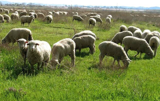 اعلام زمان چرای دام در مراتع چهارمحال و بختیاری