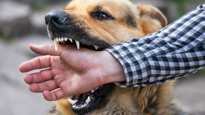 افزایش ۱۳ درصدی مصدومان گاز گرفتگی سگ در مازندران