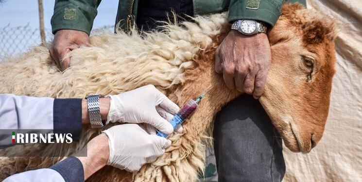 واکسیناسیون بیش از یک میلیون و ۶۰۰ هزار راس دام در اسفراین