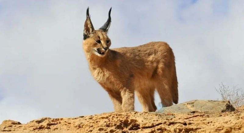 مشاهده گربه‌سان یک گونه ارزشمند گربه‌سان در رشتخوار خراسان رضوی