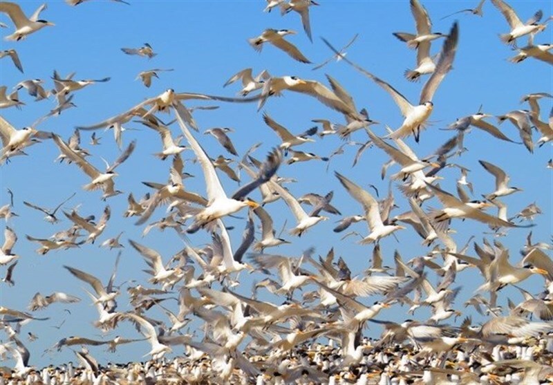 آغاز سرشماری زمستانه پرندگان آبزی و کنار آبزی در خوزستان