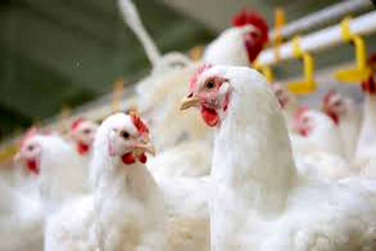 کشف بیش از ۲ هزار قطعه مرغ بدون مجوز بهداشتی در بهار