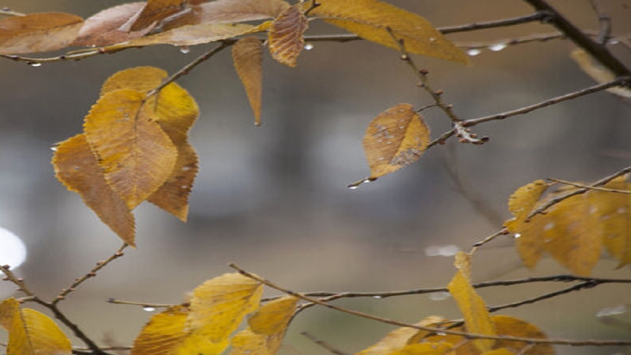 تداوم سرمای شبانه هوا تا صبح فردا