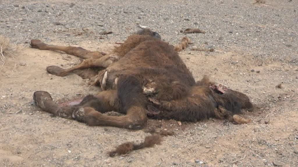 حمله پلنگ‌ها به شتر‌های دامداران خسارت زیادی به پرورش دهندگان شتر در منطقه بهاباد وارد میکند