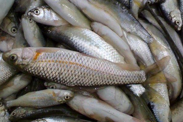 کشف ۶۰۰ کیلو ماهی غیر مجاز در طبس