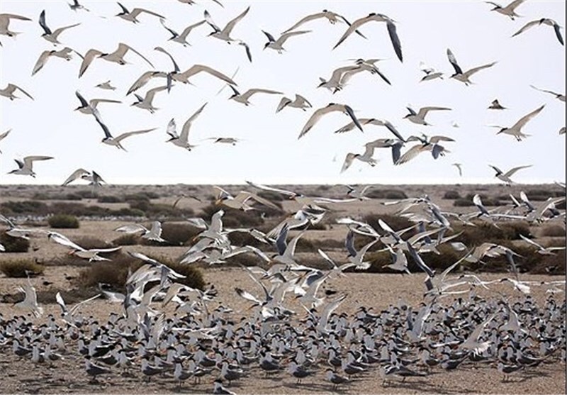 اردک‌های سرسبز مهاجر میهمان آبگیر‌های میاندشت جاجرم