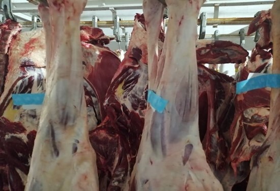 نظارت بهداشتی بر کشتار و توزیع ۴۵۰ تن گوشت شتر در نجف آباد