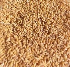 توزیع ۱۶ هزار تن بذر گندم بین کشاورزان استان بوشهر