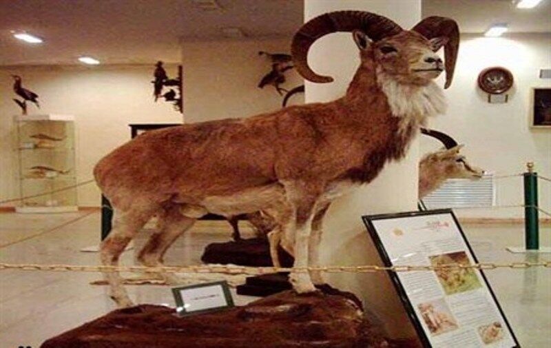 بازدید رایگان از موزه تاریخ طبیعی اردبیل