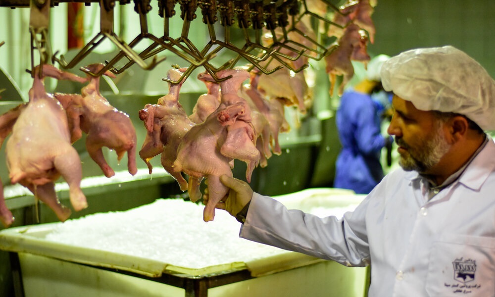 جریمه سنگین کشتارگاه مرغ در شازند