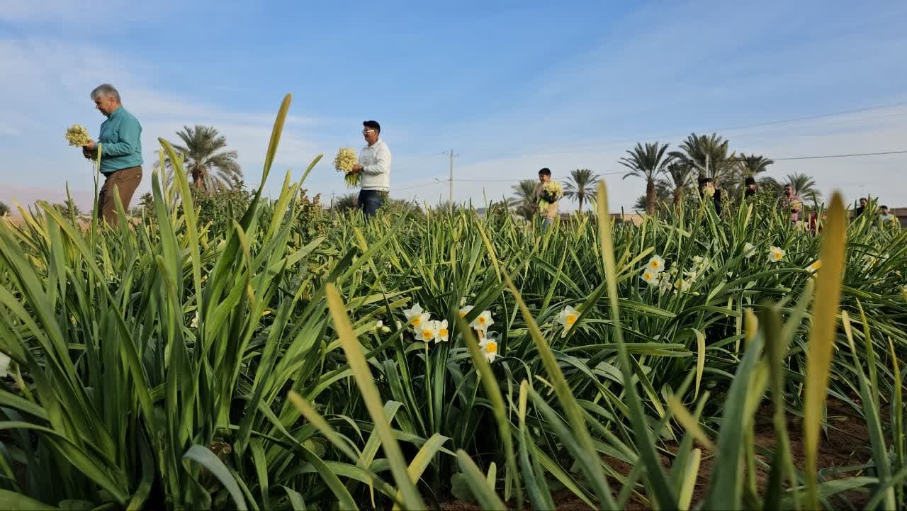 آغاز برداشت گل نرگس در شهرستان طبس