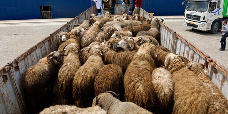 کشف ۱۳۴ راس گوسفند سرقتی در میاندوآب