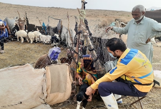 واکسیناسیون ۱۱۰ هزار راس دام سبک در مناطق مرزی نهبندان