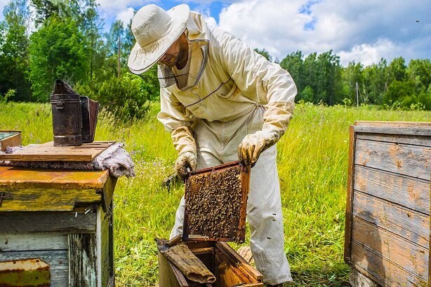 اجرای طرح پایش و مراقبت بیماری‌های زنبور عسل در زنبورستان‌های هفتکل