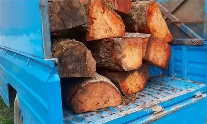 کشف ۲ تن چوب جنگلی قاچاق در ساری