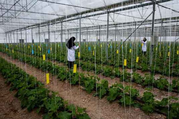 افزون بر ۱۱۴ هزار نفر بهره بردار عضو نظام صنفی کار‌های کشاورزی در آذربایجان غربی هستند