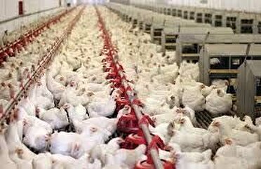 هشدار دامپزشکی آذربایجان غربی در خصوص شیوع بیماری آنفلوآنزای فوق حاد پرندگان