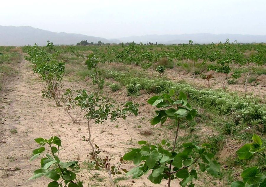 کشت پسته درسه هزار و ۲۰۰ هکتار از باغات زاهدان