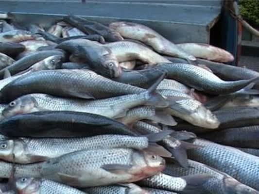 کشف ۳۰۰ کیلوگرم ماهی غیر مجاز در طبس