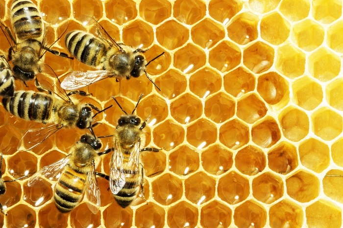 افزایش صادرات عسل از استان