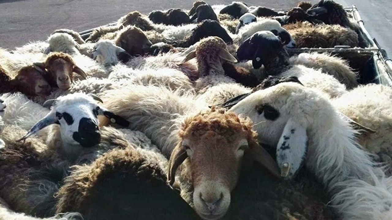 ضبط ۲۱ راس گوسفند قاچاق درپیرانشهر