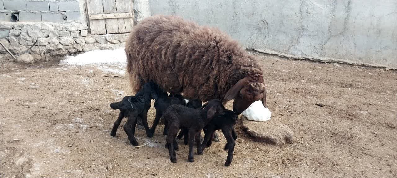 زایمان پنج قلو گوسفند در شیروان