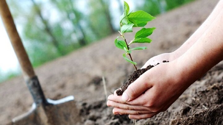 اجرای طرح کاشت یک میلیارد نهال درخت در خوزستان