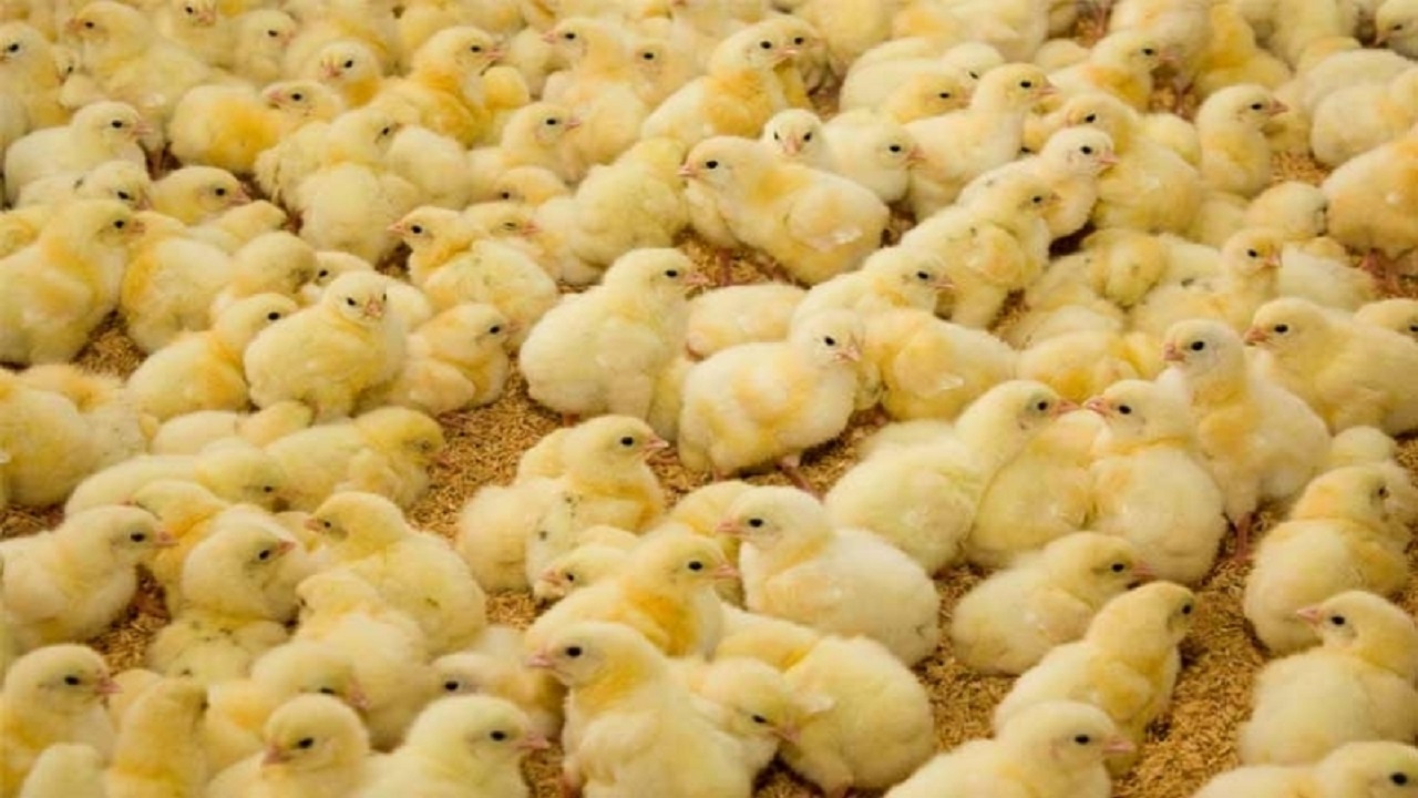 افزایش جوجه ریزی در مرغداری‌های خوزستان