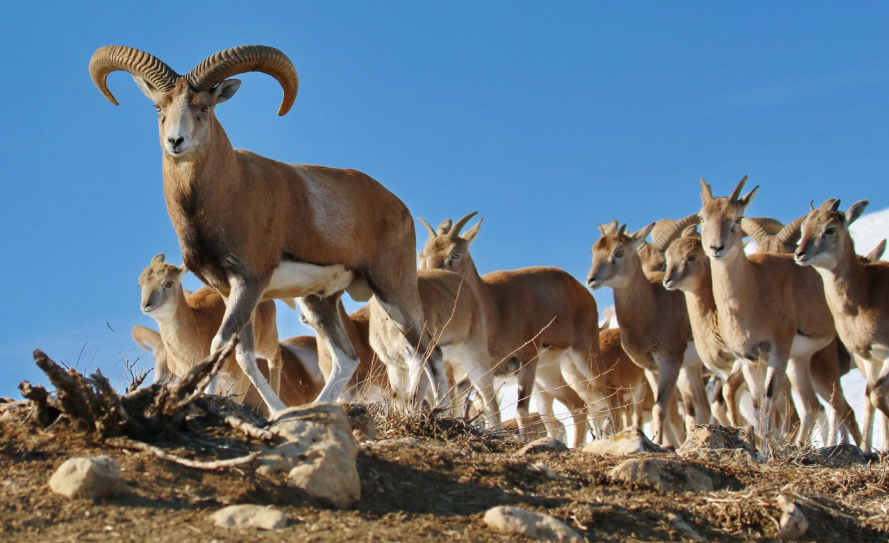 آغاز سرشماری زمستانه وحوش در همدان