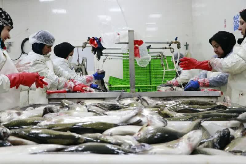 تولید ۸۰ تن ماهی در شیلات موقوفه چهارمحال‌وبختیاری