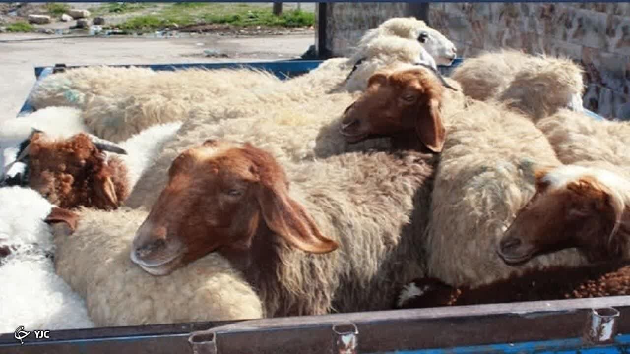 توقیف ۲۱ رأس گوسفند قاچاق در پیرانشهر