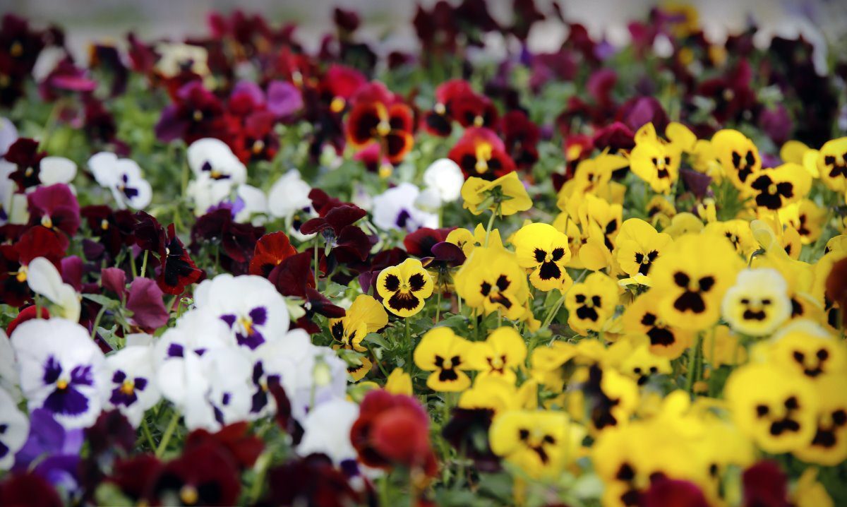 فضای شهر ارومیه با کاشت ۳ میلیون بوته گل بنفشه عطرآگین می‌شود