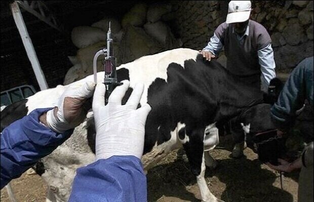 آغاز واکسیناسیون دام های سبک و سنگین بر علیه بیماری تب برفکی در استان 
