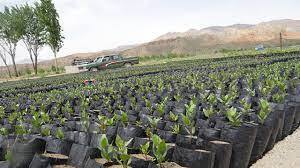 تولید یک میلیون ۹۰۰ هزار نهال برای کاشت در عرصه‌های ملی کهگیلویه و بویراحمد