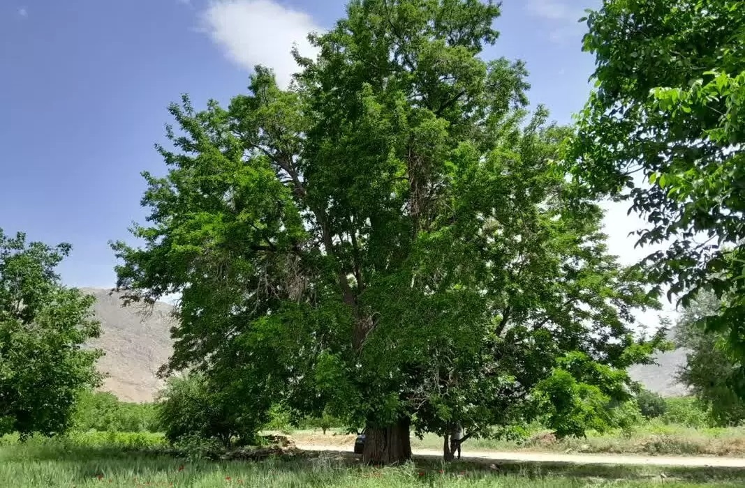 ثبت ملی دو اثر از استان همدان در فهرست میراث طبیعی کشور