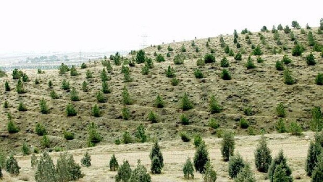 کاشت ۳ هزار اصله نهال، بجای درختان قطع شده اصفهان