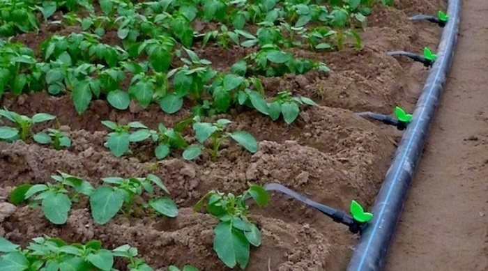 آغاز ساخت یکصد طرح بهینه سازی آب کشاورزی در استان همدان