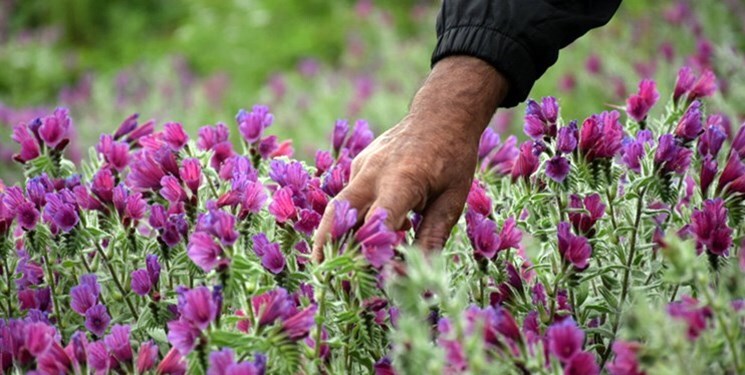 افزایش ۲۰ درصدی تولید آبزیان و رشد ۴۰ درصدی کشت گیاهان دارویی در خراسان رضوی