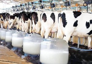 اصفهان نخستین تولیدکننده شیر خام درکشور
