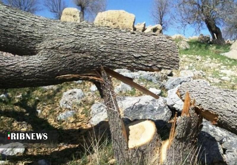 دستگیری عاملان تخریب درختان بلوط در دورود